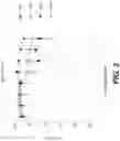 Fig. 06 - BACTERIOPHAGE FOR MODULATING INFLAMMATORY BOWEL DISEASE
