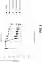 Fig. 08 - BACTERIOPHAGE FOR MODULATING INFLAMMATORY BOWEL DISEASE