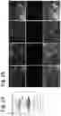Fig. 03 - PLANT MESSENGER PACKS ENCAPSULATING POLYPEPTIDES AND USES THEREOF