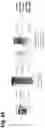 Fig. 06 - PLANT MESSENGER PACKS ENCAPSULATING POLYPEPTIDES AND USES THEREOF