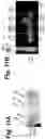 Fig. 14 - PLANT MESSENGER PACKS ENCAPSULATING POLYPEPTIDES AND USES THEREOF
