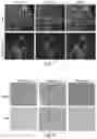 Fig. 06 - Cyclic prosaposin peptides and uses thereof