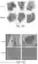 Fig. 13 - Cyclic prosaposin peptides and uses thereof