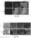 Fig. 17 - Cyclic prosaposin peptides and uses thereof