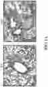 Fig. 02 - MODULATION OF TYPE 2 IMMUNITY BY TARGETING CLEC-2 SIGNALING