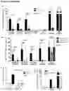 Fig. 07 - Annexin-coated particles