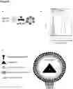 Fig. 16 - Annexin-coated particles