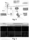 Fig. 03 - Irisin improves placental function during pregnancy