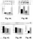 Fig. 04 - Irisin improves placental function during pregnancy