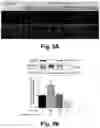 Fig. 05 - Irisin improves placental function during pregnancy