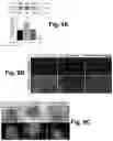 Fig. 10 - Irisin improves placental function during pregnancy