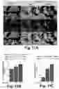 Fig. 12 - Irisin improves placental function during pregnancy