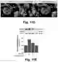 Fig. 13 - Irisin improves placental function during pregnancy