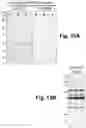 Fig. 14 - Irisin improves placental function during pregnancy
