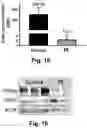 Fig. 16 - Irisin improves placental function during pregnancy