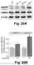Fig. 20 - Irisin improves placental function during pregnancy