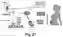 Fig. 21 - Irisin improves placental function during pregnancy