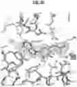Fig. 10 - Compositions and Methods for Treating Pathological Calcification and Ossification