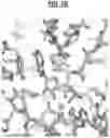 Fig. 13 - Compositions and Methods for Treating Pathological Calcification and Ossification