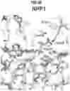 Fig. 16 - Compositions and Methods for Treating Pathological Calcification and Ossification