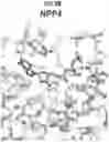 Fig. 17 - Compositions and Methods for Treating Pathological Calcification and Ossification
