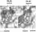 Fig. 19 - Compositions and Methods for Treating Pathological Calcification and Ossification