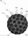 Fig. 01 - A CONTRACEPTIVE VACCINE BASED ON THE SPERM-ASSOCIATED PROTEIN CATSPER