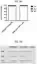 Fig. 11 - SEQUENTIAL HETEROLOGOUS BOOST ONCOLYTIC VIRAL IMMUNOTHERAPY