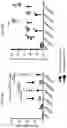 Fig. 12 - SEQUENTIAL HETEROLOGOUS BOOST ONCOLYTIC VIRAL IMMUNOTHERAPY