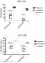 Fig. 15 - SEQUENTIAL HETEROLOGOUS BOOST ONCOLYTIC VIRAL IMMUNOTHERAPY