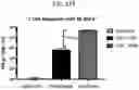 Fig. 17 - SEQUENTIAL HETEROLOGOUS BOOST ONCOLYTIC VIRAL IMMUNOTHERAPY