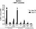 Fig. 01 - CONCATEMERIC PEPTIDE EPITOPE RNAS