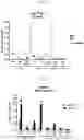 Fig. 03 - CONCATEMERIC PEPTIDE EPITOPE RNAS