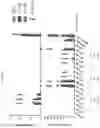 Fig. 11 - CONCATEMERIC PEPTIDE EPITOPE RNAS