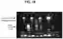 Fig. 37 - compositions and methods thereof
