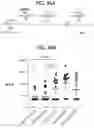 Fig. 56 - compositions and methods thereof
