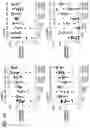 Fig. 63 - compositions and methods thereof
