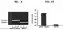 Fig. 02 - VACCINE AGAINST ACINETOBACTER BAUMANNII BASED ON CELLULAR COMPONENTS DEFICIENT IN LIPOPOLYSACCHARIDE