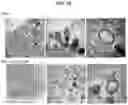 Fig. 11 - VACCINE AGAINST ACINETOBACTER BAUMANNII BASED ON CELLULAR COMPONENTS DEFICIENT IN LIPOPOLYSACCHARIDE