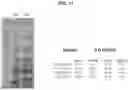 Fig. 12 - VACCINE AGAINST ACINETOBACTER BAUMANNII BASED ON CELLULAR COMPONENTS DEFICIENT IN LIPOPOLYSACCHARIDE