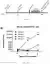 Fig. 24 - LAWSONIA INTRACELLULARIS COMPOSITIONS AND METHODS OF USING THE SAME