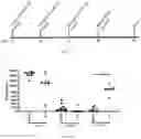 Fig. 30 - LAWSONIA INTRACELLULARIS COMPOSITIONS AND METHODS OF USING THE SAME