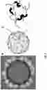 Fig. 05 - NOROVIRUS-LIKE PARTICLES WITH IMPROVED STABILITY