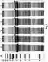Fig. 10 - NOROVIRUS-LIKE PARTICLES WITH IMPROVED STABILITY