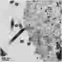 Fig. 01 - Replication-deficient modified vaccinia Ankara (MVA) expressing glycoprotein (GP) and matrix protein (VP40)