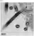 Fig. 08 - Replication-deficient modified vaccinia Ankara (MVA) expressing glycoprotein (GP) and matrix protein (VP40)