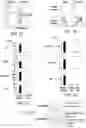 Fig. 02 - Agents that engage antigen-presenting cells through dendritic cell asialoglycoprotein receptor (DC-ASGPR)