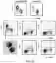 Fig. 03 - Agents that engage antigen-presenting cells through dendritic cell asialoglycoprotein receptor (DC-ASGPR)