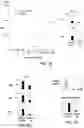 Fig. 04 - Agents that engage antigen-presenting cells through dendritic cell asialoglycoprotein receptor (DC-ASGPR)