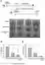Fig. 08 - METHODS AND COMPOSITIONS FOR TREATING CANCER AND INFECTIOUS DISEASES